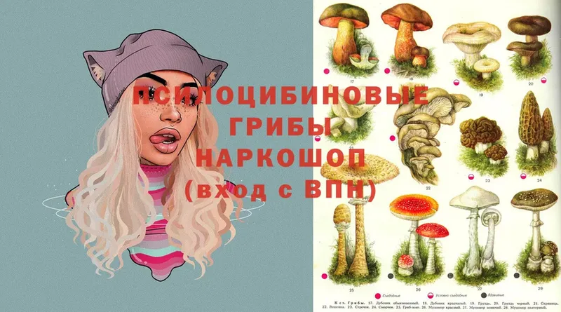 Галлюциногенные грибы Cubensis  Апшеронск 